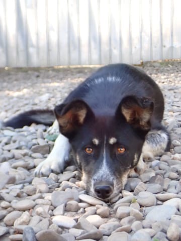 Tiana, chien à l'adoption
