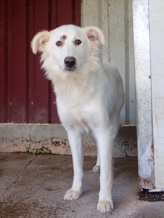 Tiber, chien à l'adoption