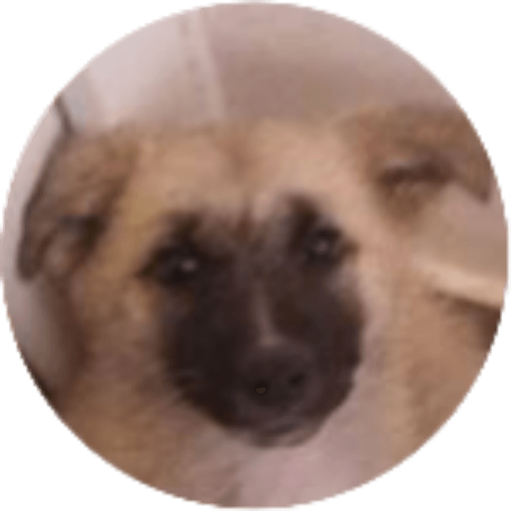 Tikk, chien à l'adoption