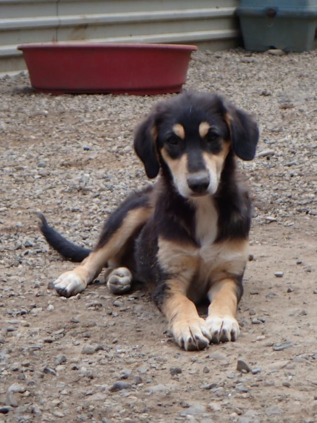 Tindra, chien à l'adoption