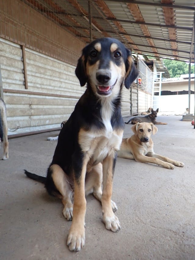 Tindra, chien à l'adoption