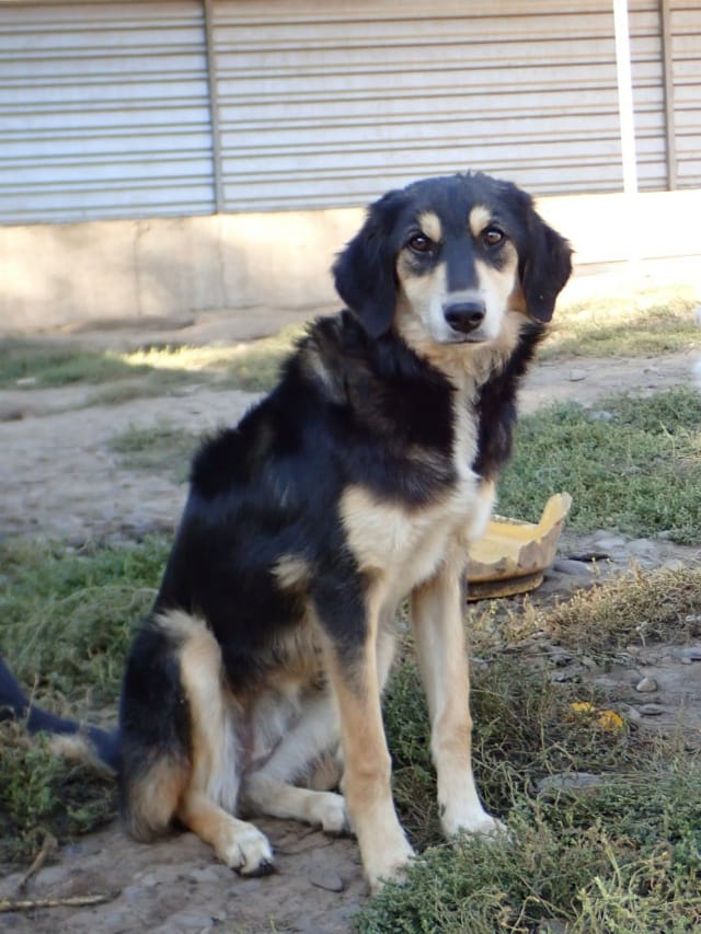 Tindra, chien à l'adoption chez Remember Me France
