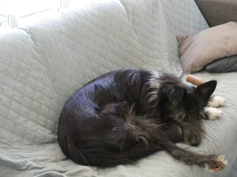Tinou, chien à l'adoption chez Remember Me France