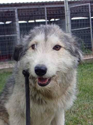 Tissaia, chien à l'adoption chez Remember Me France