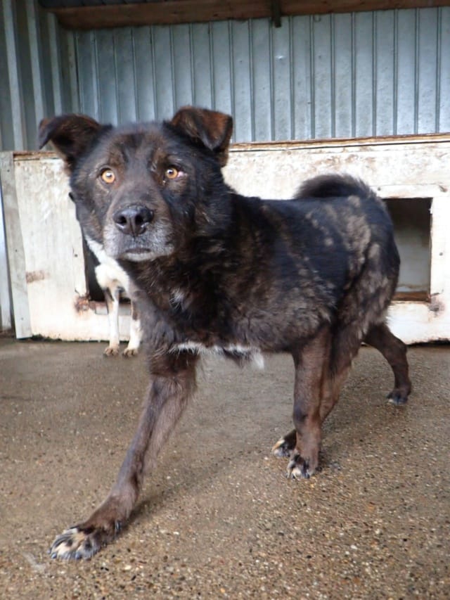 Tomm, chien à l'adoption chez Remember Me France