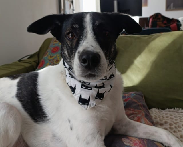 Tommy, chien à l'adoption chez Remember Me France