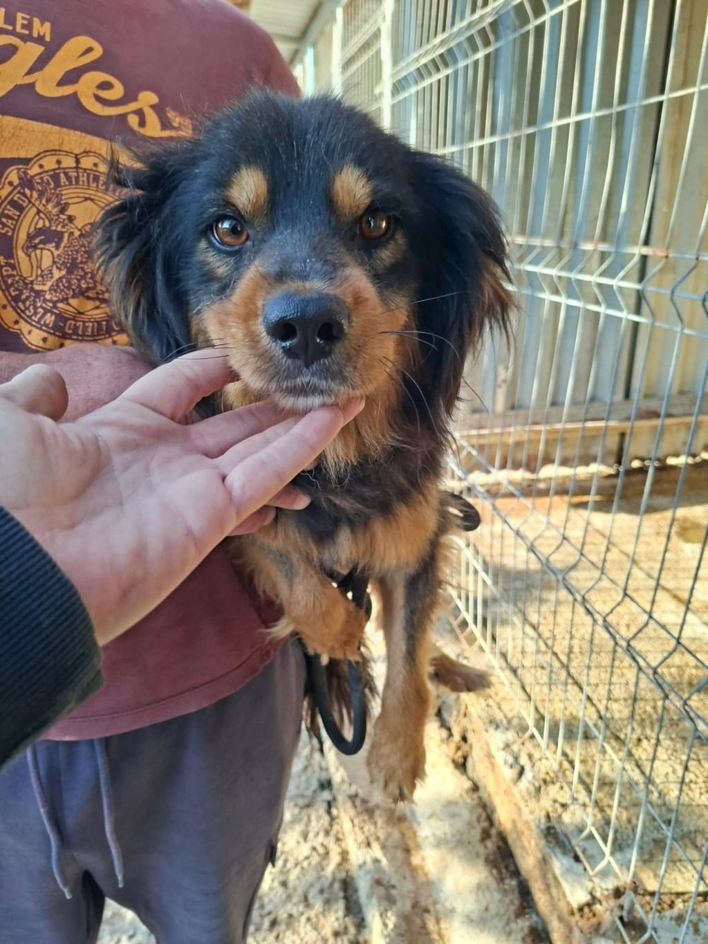 Tornado, chien à l'adoption