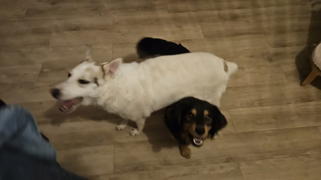 Tornado, chien à l'adoption chez Remember Me France