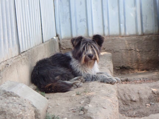 Tosca, chien à l'adoption