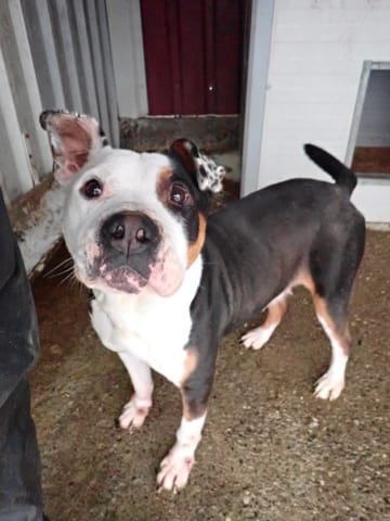 Tossaia, chien à l'adoption