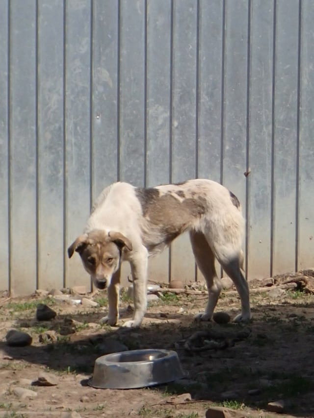 Toulouse, chien à l'adoption
