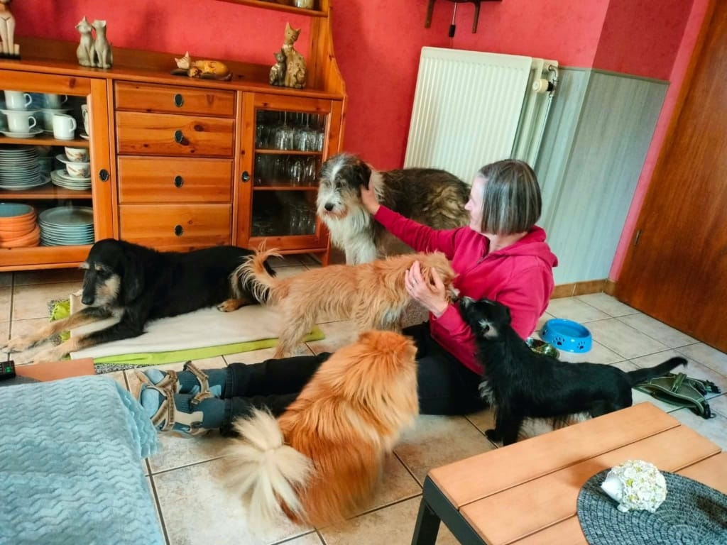 Tyboo, chien à l'adoption chez Remember Me France