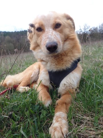 Uranus, chien à l'adoption chez Remember Me France