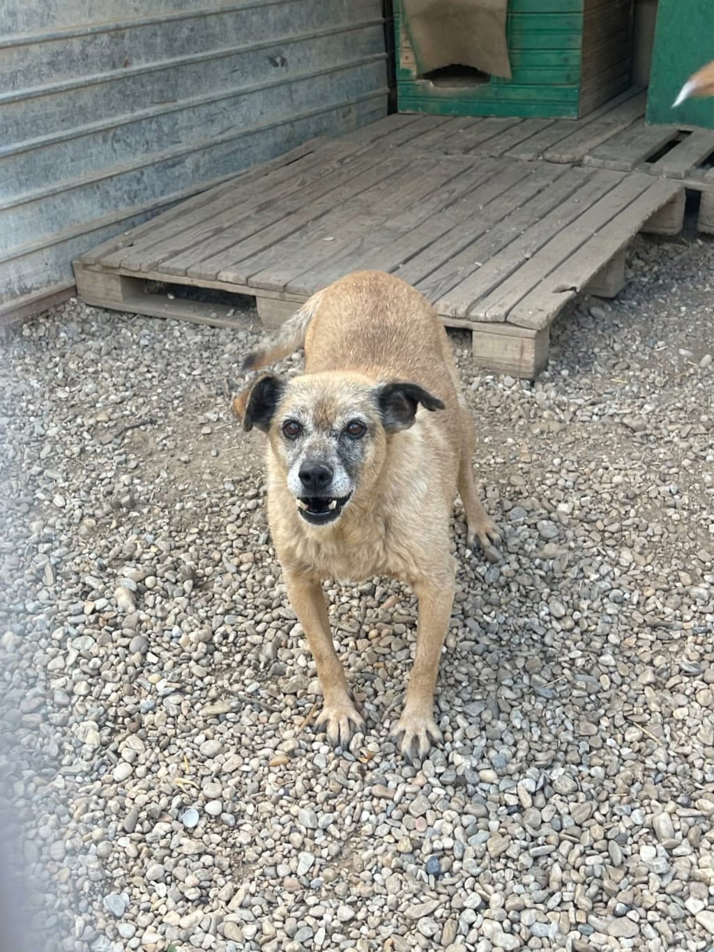 Urikane, chien à l'adoption