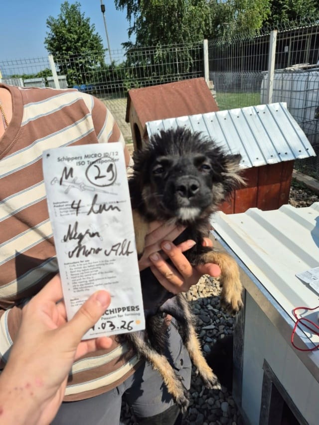 Vadim, chien à l'adoption