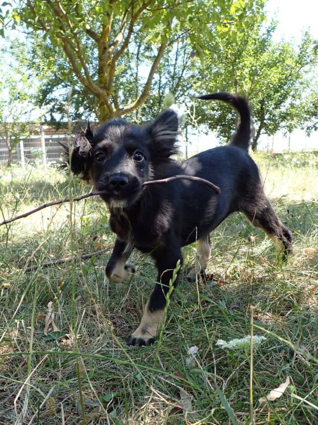 Vadim, dog for adoption at Remember Me France