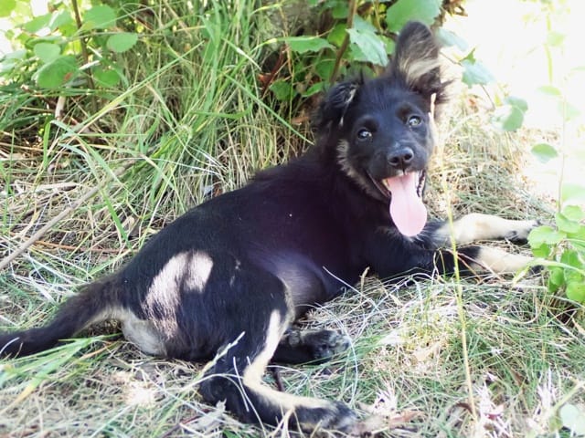 Vadim, chien à l'adoption