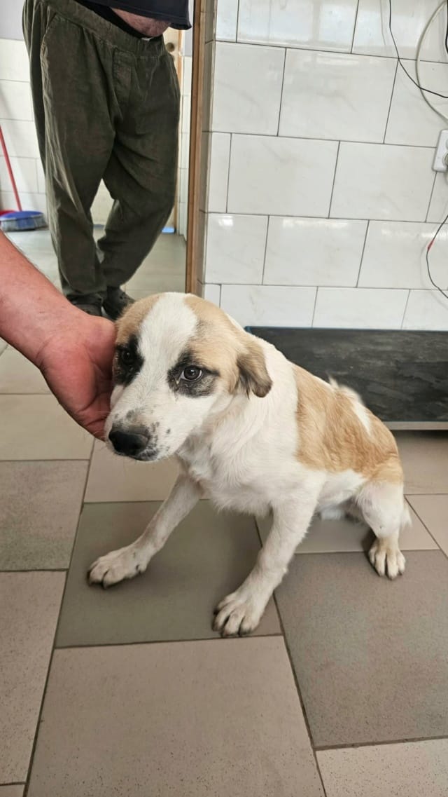 Valdo, rescue dog available for adoption