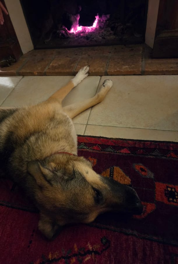 Vaya, chien à l'adoption chez Remember Me France