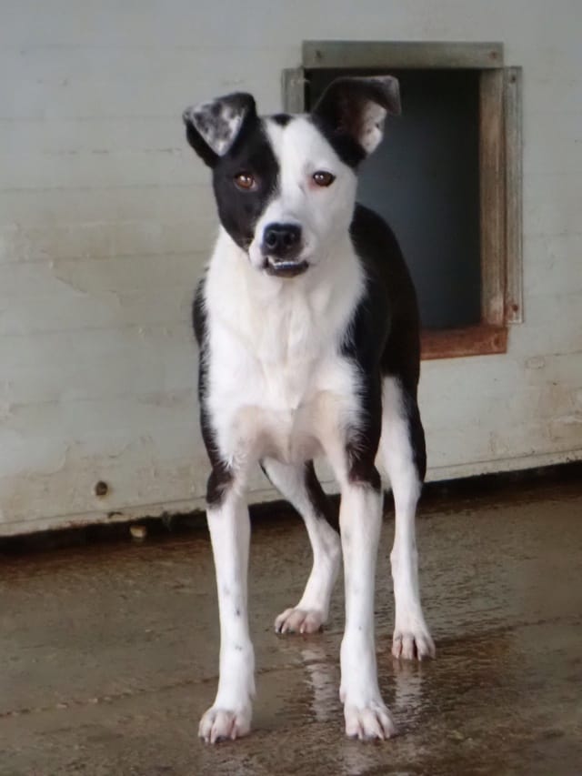 Velyka, rescue dog available for adoption