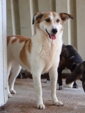Venus, chien à l'adoption