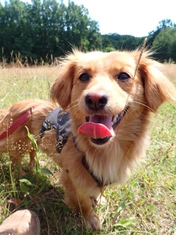 Veska, chien à l'adoption