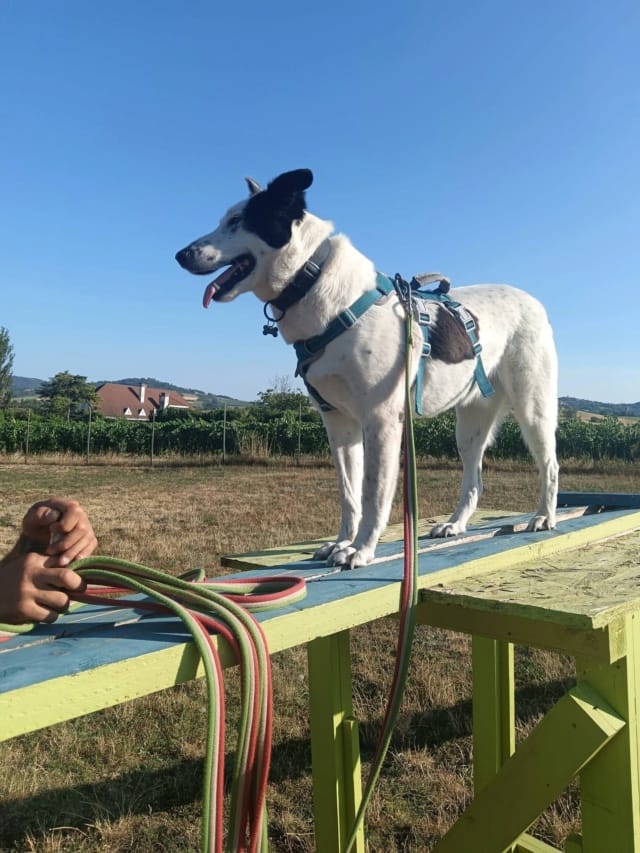 Viking, chien à l'adoption chez Remember Me France