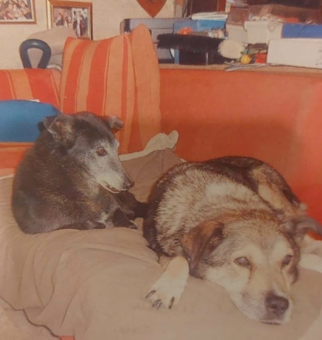 Violette, chien à l'adoption