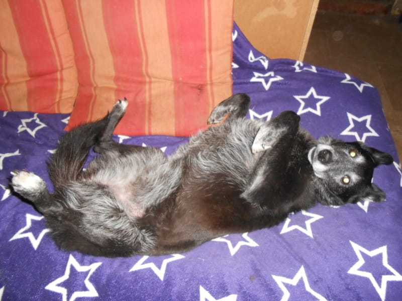 Violette, chien à l'adoption