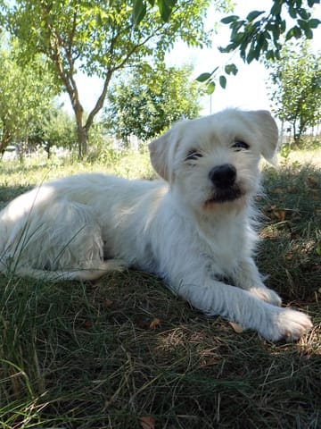 Viorica, chien à l'adoption