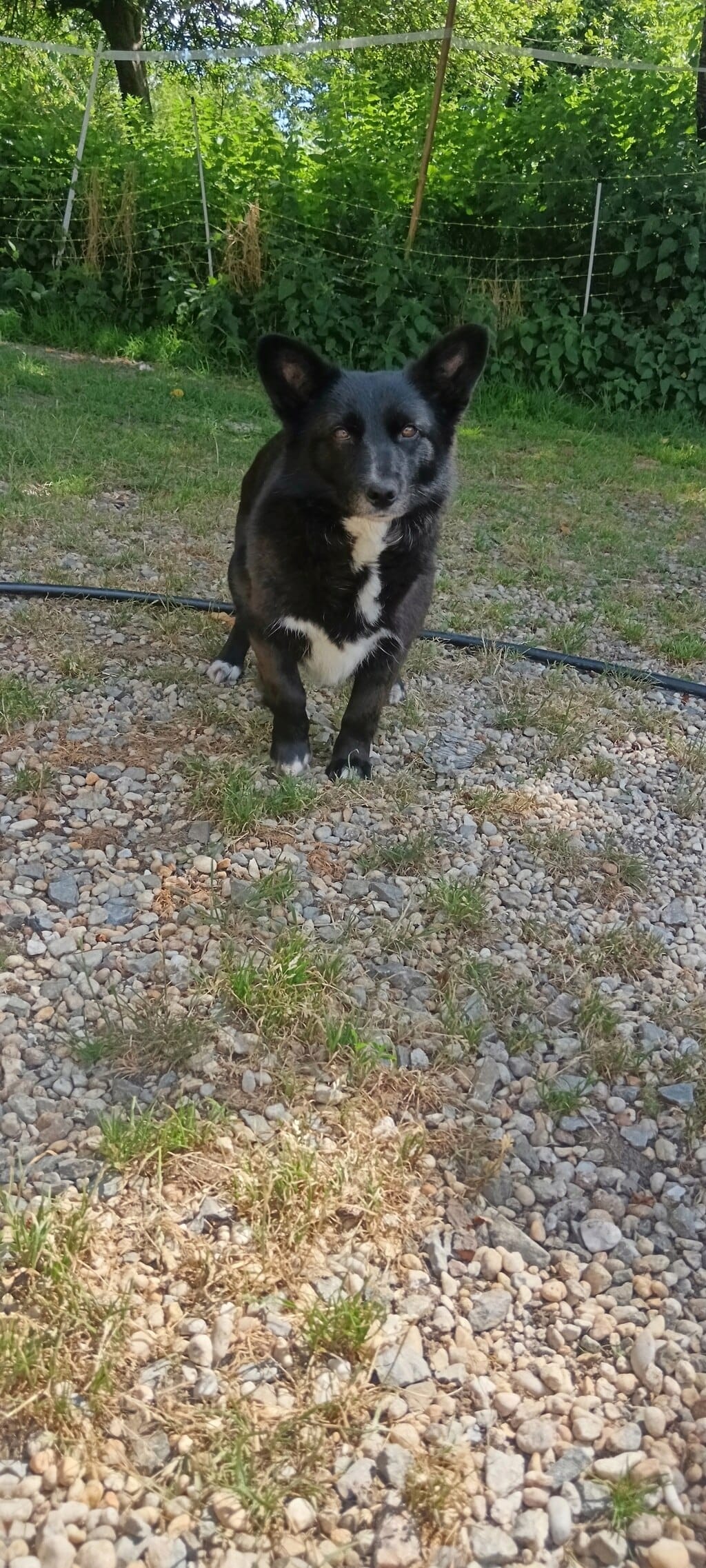 Vitae, rescue dog available for adoption