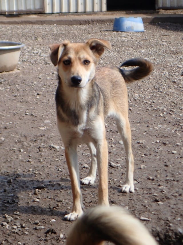 Vitanie, chien à l'adoption