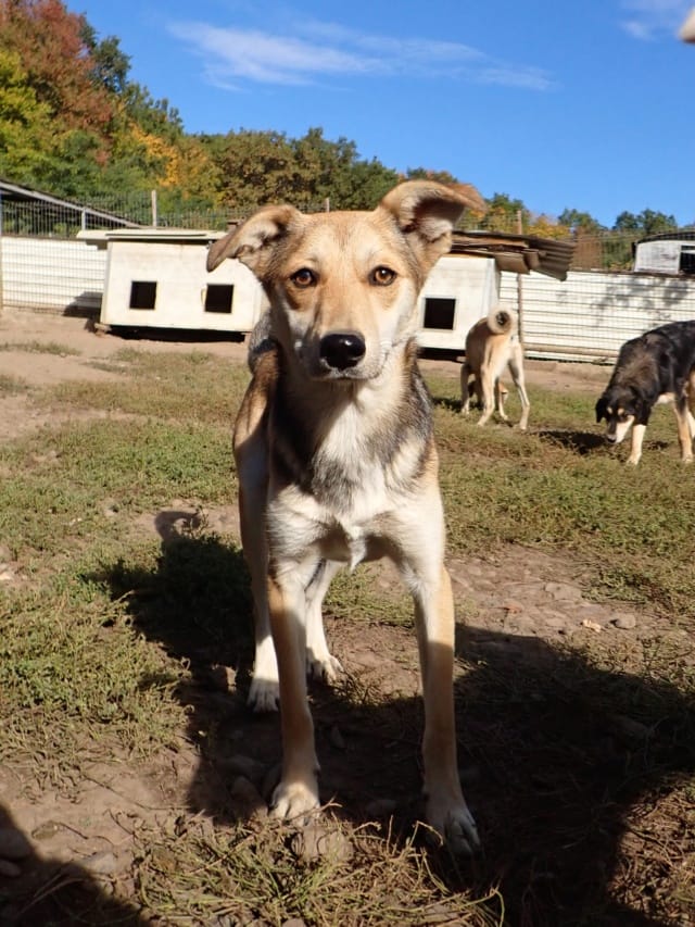 Vitanie, chien à l'adoption chez Remember Me France