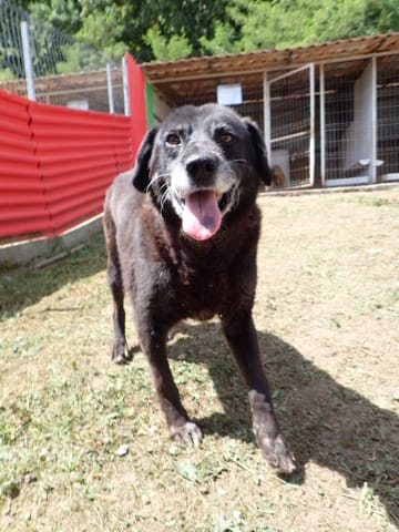 Volt, chien à l'adoption