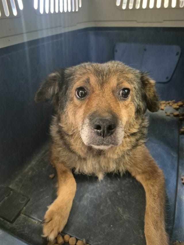 Vulpita, rescue dog available for adoption