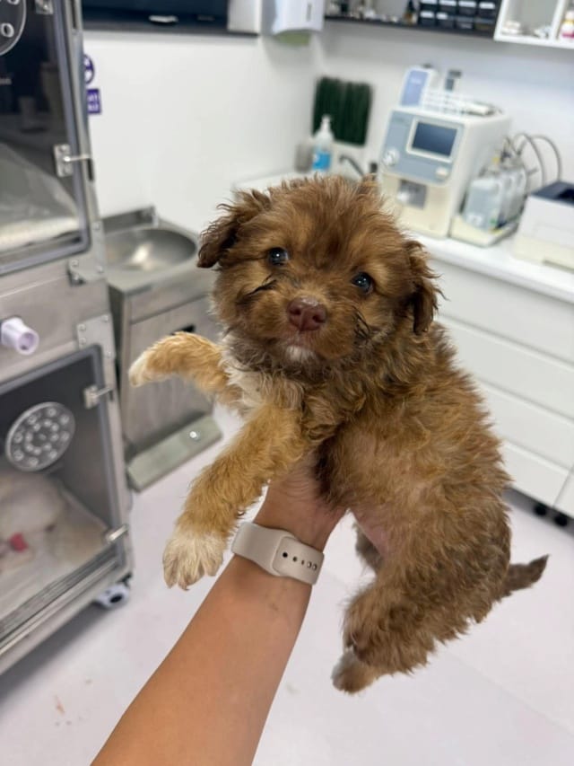 Wapiti, rescue dog available for adoption