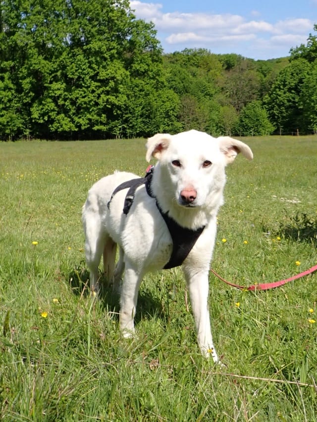 Wikie, chien à l'adoption