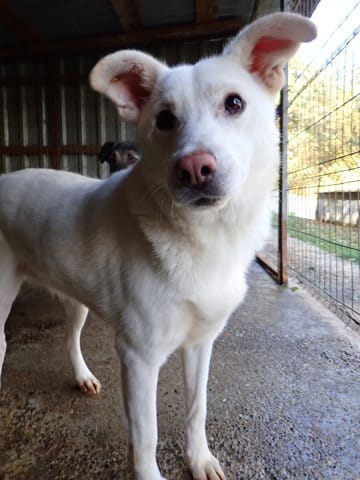 Wikie, chien à l'adoption chez Remember Me France