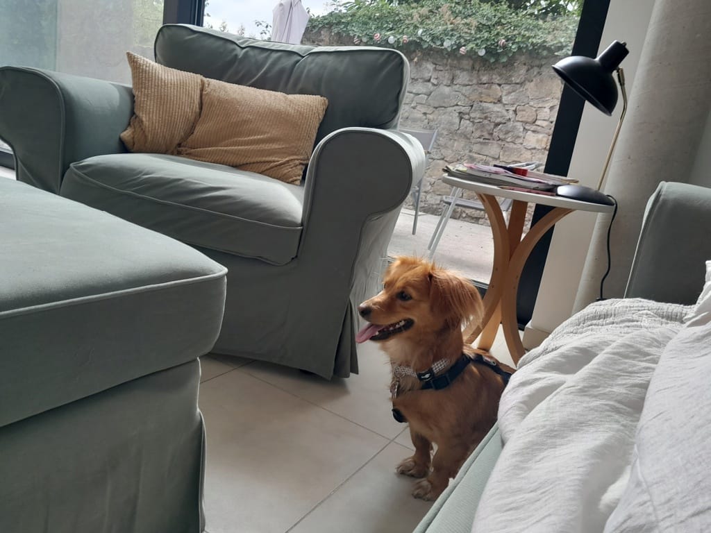Willow, chien à l'adoption chez Remember Me France