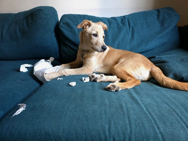 Winnie, chien à l'adoption chez Remember Me France