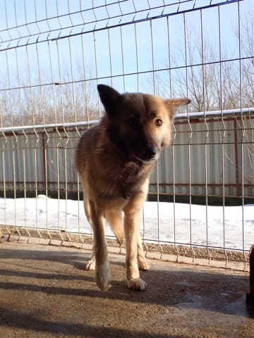 Wolfie, chien à l'adoption
