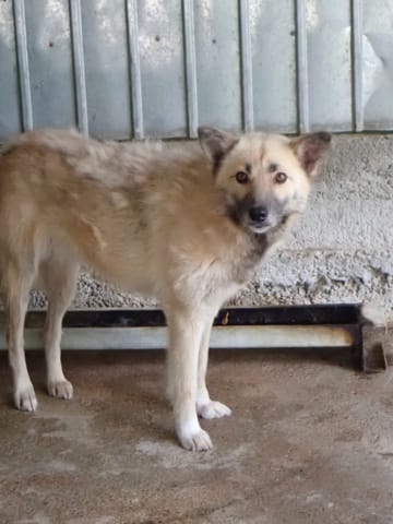 Wolfie, chien à l'adoption