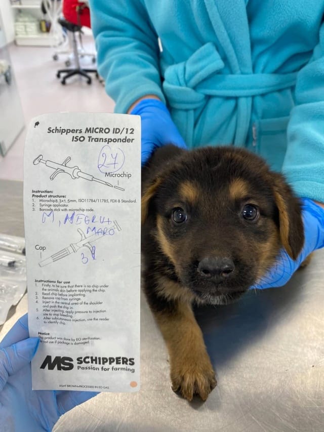 Yack, chien à l'adoption