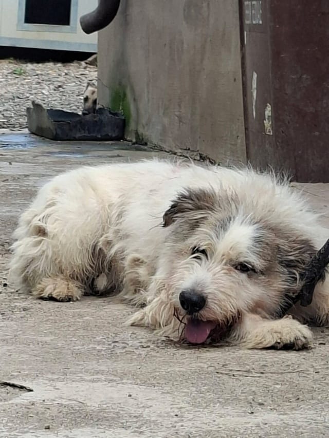 Yako, chien à l'adoption