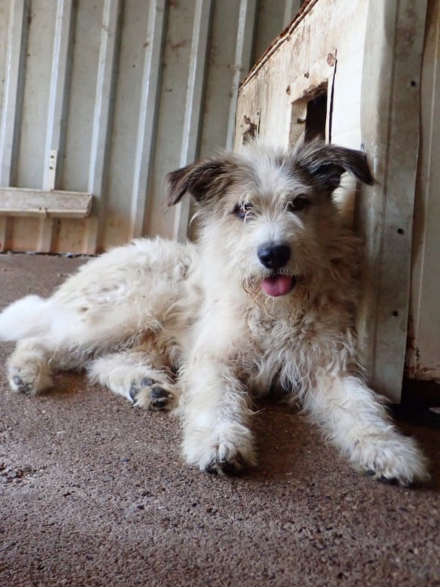 Yako, chien à l'adoption