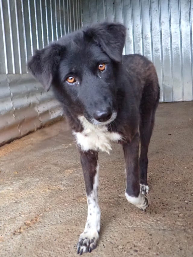 Yami, chien à l'adoption chez Remember Me France