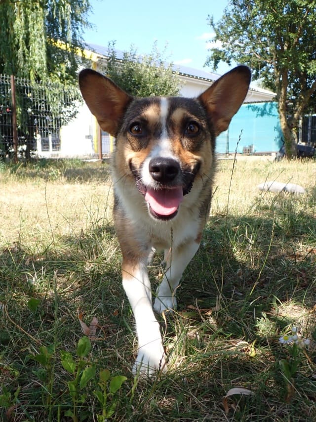 Yelena, chien à l'adoption