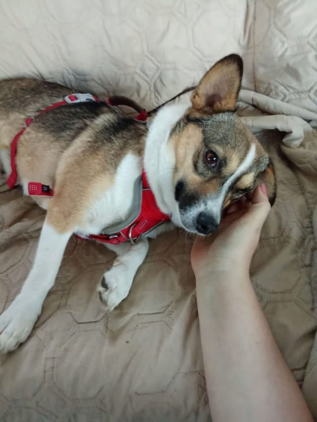 Yelena, chien à l'adoption chez Remember Me France