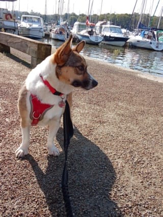 Yelena, rescue dog available for adoption
