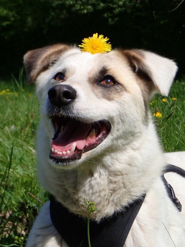 Yellow, chien à l'adoption